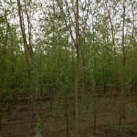 濟南供應優質垂柳，米徑10公分，山東豪邁苗木基地專業培育
