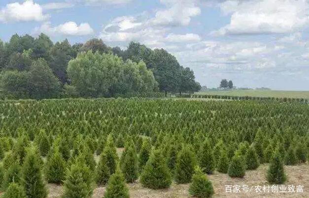 未來幾年苗木種植的盈利方向 高價值與生態需求的雙重引擎